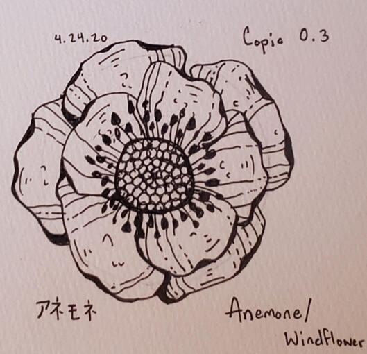 Anemone