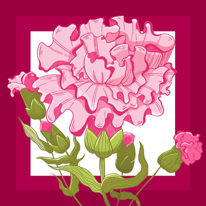 Pink Carnation